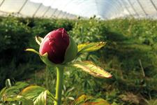 Can trading website help UK growers exploit new demand for cut flowers? - Horticulture Week