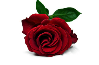 tesco valentines roses tesco waitrose and aldi offer s day meal deals tesco valentines roses tesco waitrose and aldi offer s day meal deals