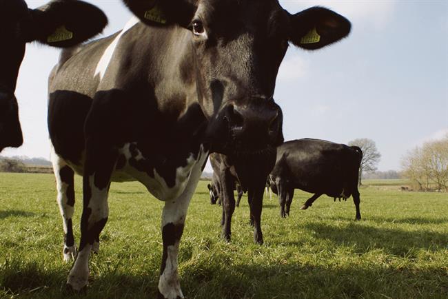 'Waitrose Spring' storms Outdoor Media Awards