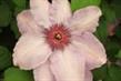The Garden Museum intern may learn about plants such as the Clematis 'Stillwaters'  - image: HW