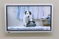 Thinkbox prepares Harvey the dog TV ad for Christmas