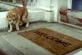 Cats with thumbs brainwash milkmen in Cravendale spot