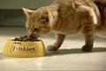 Go-Cat 'bobo' by DDB London