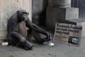 Born Free 'keep wildlife in the wild' by WCRS