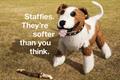 Battersea Dogs & Cats Home 'Staffies' by Meteorite