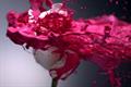Simple 'rose' by Audacity