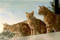 Go-Cat ‘the early years’ by DDB UK