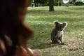 Specsavers 'koala' by Specsavers Creative