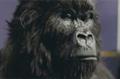 Cadbury Dairy Milk 'gorilla' by Fallon