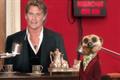 Comparethemarket.com 'Hasselhoff meerchat' by VCCP