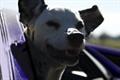 Cadbury 'dogs in cars' by Saatchi & Saatchi Sydney
