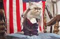 ESPN 'patriots' by XXX