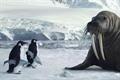 Argos 'walrus' by CHI & Partners