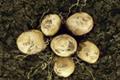 Lays 'potatoes' by Juniper Park