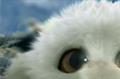 Wrigley's Freedent 'the wofty' by CLM BBDO