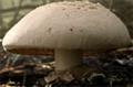 Lurpak 'mushroom' by Wieden & Kennedy