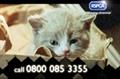 RSPCA 'I'm an animal help me' by Bright