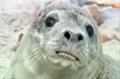 BBC Learning 'cute animal christmas song' by The Viral Factory