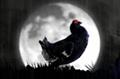 Black Grouse 'stormy night' by AMV BBDO