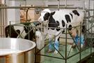 Anchor Butter 'Made by Cows since 1886' by CHI&Partners