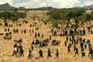 Right Move 'safari' by Hooper Galton