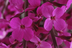 E. 'Bowles's Mauve' AGM. Image: Garden Picture Library