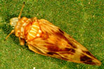 Jumping Plant Lice. Image: Defra
