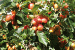 Malus John Downie. Image: Crown