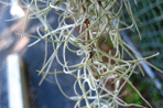 Tillandsia useneoides. Image: Flickr