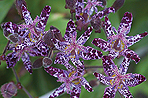 Tricyrtis formosana AGM - image: FlickR/Junichiro Aoyama