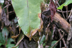 Infected rhododendron leaf. Image: Forestry Commision