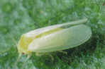 Bemisia Tabaci (tobacco whitefly)