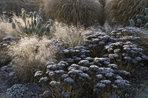 S. 'Herbstfreude'. Image: Garden Picture Library