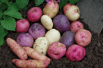 Selection of heritage varieties. Image: JBA