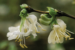 L. x purpusii 'Winter Beauty' AGM. Image: Garden Picture Library