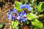 Ceratostigma plumbaginoides  - image: FlickR/Claire H