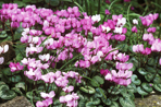 C. coum AGM. Image: Garden Picture Library
