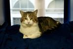 Larry: Downing Street tabby has starring role in Whiskas ad