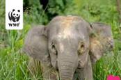 WWF Valentine's Day campaign