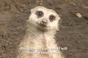 Meerkat... popular as pets?