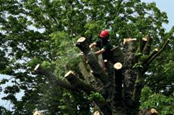 High standards: arboriculture is challenging work, requiring extensive training. Image: HW
