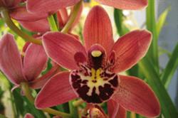 Cymbidium ‘Peggy Sue’. Image: Burnham Nurseries