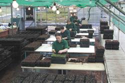 Alba Trees: 32 staff employed at the purpose-built nursery. Image: Alba Trees