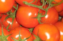Fresh produce: US survey suggests introduction of GM has increased pesticide use. Image: HW