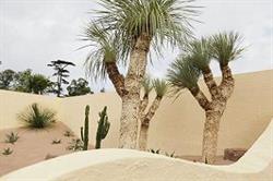 Jack Dunckley's A Desert's Delight Garden at Hampton Court Flower Show. Pic: RHS