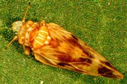 Jumping Plant Lice. Image: Defra