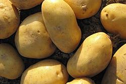 Premium product: promotions push message that potatoes are more than a cheap staple. Image: Martina Watson