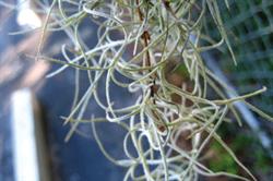 Tillandsia useneoides. Image: Flickr