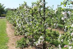 English apples: UK season had a good start this year. Image: HW
