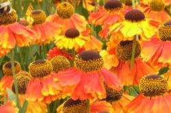 Helenium 'Luc'. Image: Special Perennials